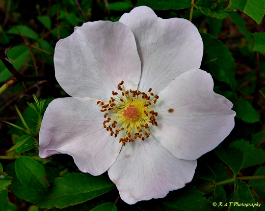 {Rosa carolina}